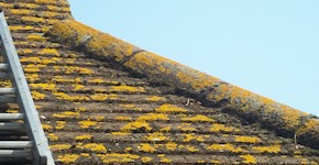 Portsmouth roof before cleaning and moss removal